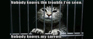 cat-in-jail-700x300